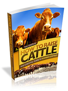 how to raise cattle